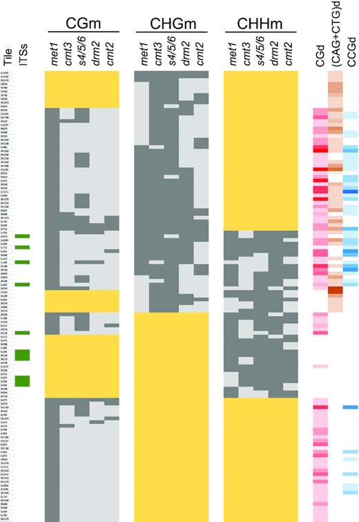 The influence of methyltransferases on DNA methylation overlap along subtelomeres. A classification of subtelomeric tiles according to their levels of methylation in methyltransferase mutants is shown. Wide yellow rectangles label tiles with levels of CGm, CHGm and/or CHHm below 20% in the WT strain. Whereas dark grey rectangles correspond with DMTs, light grey rectangles indicate the absence of differential methylation. The presence of ITSs in specific tiles is indicated by green rectangles in the left. The densities of CG, (CAG + CTG) and CCG sites are indicated in the right with different colours. The intensity of the colours (red, orange and blue, respectively) is proportional to the number of the sites, with white representing cero sites. This figure corresponds with Supplementary Table S8.