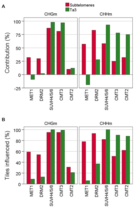 The influence of methyltransferases on non-CGm varies among subtelomeres and the Ta3 retrotransposon. (A) Contribution of meyltransferases to CHGm and CHGm. The contribution of each methyltransfease was calculated as the percentage of wild-type methylation that disappears in the corresponding mutants. The colour code corresponding to subtelomeres and Ta3 is indicated at the top. This panel corresponds with Supplementary Tables S7 and S9. (B) Percentages of CHGm- and CHHm-labelled tiles influenced by methyltransferases. These tiles are differentially methylated in the corresponding mutants. This panel corresponds with Supplementary Tables S8 and S10.