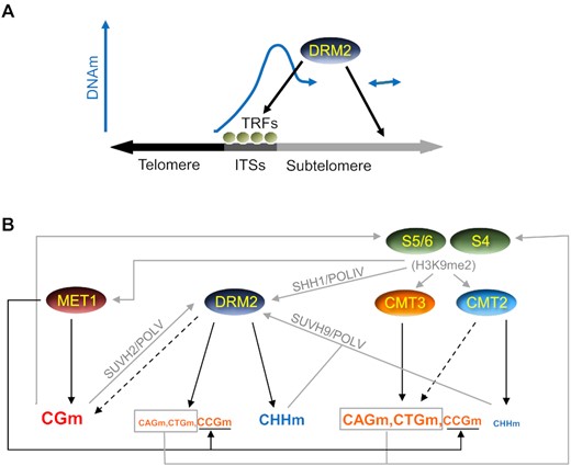 Model for DNA methylation at telomeric regions. (A) DRM2 recruitment to subtelomeres and initiation of DNA methylation spreading. ITSs bound by specific Telomeric Repeats binding Factors (TRFs) and additional subtelomeric loci recruit DRM2, which initiates the spreading of subtelomeric DNA methylation. Although some TRFs should also bind to telomeres and play pivotal functions, it is not reflected in the model for simplicity. (B) Recruitment pathways and methylation activities reinforcing the spreading of subtelomeric DNA methylation and its maintenance. Whereas DNA methylation activities are indicated by black arrows, putative recruitment pathways are indicated by grey arrows. The size of the letters used to represent the different types of methylation increases with the activities of the DNA methyltransferases that achieve them, as inferred from Figure 3. Black discontinuous arrows represent slight activities of CMT2 on CHGm and of DRM2 on CGm. See text for further explanations.