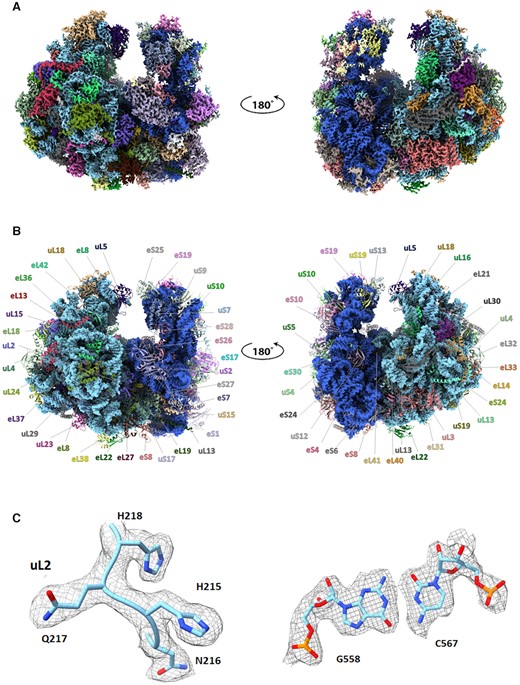 (A) Front and back views of the EM map of the GL ribosome colored according to the structure shown in panel (B). The map contour level is 2.2 σ. (B) Atomic structure of the GL ribosome, shown with the same front and back views as in panel (A). rRNA is shown as a space-filling model colored in blue, whereas ribosomal proteins (rProteins) are shown as non-blue colored ribbons. (C) Representative segments of the GL EM density map together with the associated atomic models of a protein tetrapeptide from the uL2 and a base pair of 28S rRNA. The map contour level is 2.2 σ.