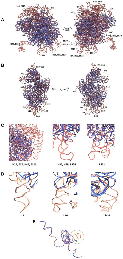 Large differences between the GL and the human ribosomal rRNA (PDB ID 4UG0) structures are located mainly at the particle’s periphery. (A) Superposition of the backbones of the GL (blue) and the human (salmon) LSU and (B) SSU ribosome structures. The absent GL rRNA helices and ESs are labeled. (C) Close-up view of the missing H25, ES7, H45, ES15, H56, H59, ES26 and ES31 in GL (blue) and human (salmon) 28S rRNA. (D) Close-up view of the missing h9, h16 and h44 in GL (blue) and human (salmon) 18S rRNA. (E) 5.8S rRNA of GL (blue) is shorter than the human counterpart (salmon).