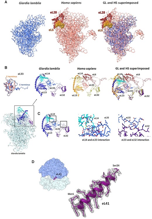 (A) eL6, eL28 and some ESs in the human ribosome (salmon) (PDB ID 4UG0) are missing in the GL ribosome (blue). (B) GL eL33 (blue) C-terminus adopts a different conformation compared with the human eL33 (salmon). The eL6, present in the human ribosome, is absent in GL. (C) The zoom-in images (marked with black squares) show the detailed specific interactions within the GL ribosome between eL33, eL14 and eL32. Possible interactions between eL14, eL33 and eL32. (D) EM density and structure of the hypothetical protein assigned as eL41. The map contour level is 2.2 σ.