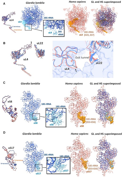 Large differences between the GL (blue) and the human rProteins (salmon) (PDB ID 4UG0). Compared to the human counterparts, (A) GL uL4 has a shorter C-terminus, (B) GL uL4 has a shorter loop at the exit tunnel, (C) GL eS8 has a shorter loop and (D) GL uS17 has an extended N-terminus. The zoom-in boxes show the detailed specific interactions within the GL ribosome using the ball and stick presentation.