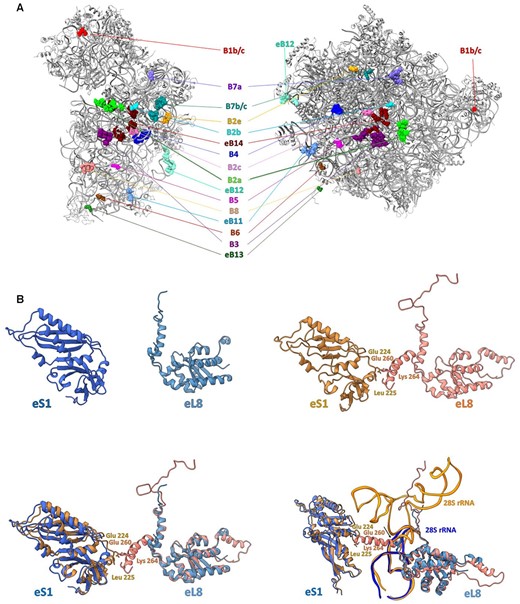(A) Inter-subunit bridges in the GL ribosome. The atoms of each bridge, shown as space-filling models, are colored using identical colors for both the SSU and LSU and are labeled accordingly. (B) Eukaryote-specific eB8 bridge (right, red and pink) (PDB ID 4UG0) and missing in the GL ribosome (left, blue and light blue). The superposition of the rProteins that mediate the eB8 bridge is shown at the bottom left. The proposed region that can be used as a target for drugs is pointed with the arrow and is shown at bottom right.