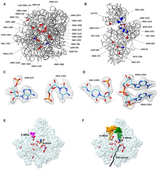 rRNA modifications modeled in the GL ribosome structure: (A) LSU and (B) SSU rRNA. The sugar modifications are shown in red, and base modifications are shown in blue. (C) LSU examples of modified rRNA, i.e. A2M-523 and 5MC-1765 as modeled in GL ribosome EM density map. The map contour level is 2.2 σ. (D) SSU examples of rRNA modifications modeled within the EM density map, i.e. 4AC-1426, MA6-1434 and MA6-1435. The map contour level is 2.2 σ. (E, F) LSU rRNA modifications have been modeled mostly within the PTC and around the protein exit tunnel. (E) The P- and E-site tRNAs were modeled based on partially interpretable density map seen in 99% of the GL ribosome particles. (F) The P- and E-site tRNAs were in silico superposed from PDB ID 6ZJ3 and shown for orientation.
