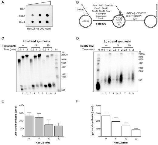 RecD2 action on replication restart. (A) RecD2 interaction with SsbA and RecA is detected by immuno-dot blot. Increasing concentrations of RecA, SsbA and BSA (from 100–400 ng) were bound to a nitrocellulose membrane, which was subsequently incubated with a buffer containing 200 ng/ml of purified RecD2. After washing, the membrane was incubated with a mouse monoclonal anti-His antibody. (B) The mini-circular DNA template mimics a blocked replication fork with a 396-nt gap in the lagging strand. Diagram of the DNA template and B. subtilis replisome assembly scheme. Replisomes were assembled in the presence of RecD2 helicase incubating the minicircle DNA replication template in the presence of 5 μM ATPγS. Reactions were started by the addition of dNTPs and ATP, and stopped after the indicated times. (C) Leading strand synthesis in the presence of increasing amounts RecD2. (D) Lagging strand synthesis in the presence of increasing amounts of RecD2. Replication products were analyzed by alkaline gel electrophoresis and autoradiography. Ld, leading; Lg, lagging; M, molecular weight marker (radiolabeled λ-HindIII DNA). (E) Quantification of leading strand synthesis obtained after 2 min with increasing amounts of RecD2 (0–20 nM). (F) Quantification of lagging strand synthesis obtained after 2 min with increasing amounts of RecD2 (0–20 nM). Results are plotted as the mean ± SD of five independent experiments.
