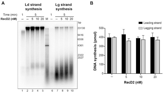 RecD2 slightly affects ongoing DNA replication. The B. subtilis replisome was assembled on the DNA template and replication was allowed to start by dNTPs and ATP addition. After 1 min, increasing concentrations of RecD2 were added and replication continued for 5 min. (A) A representative alkaline agarose gel showing leading strand and lagging strand synthesis. Ld, leading; Lg, lagging. M, molecular weight marker. (B) Quantification of DNA synthesis. Represented is the mean of three independent experiments ± SD.