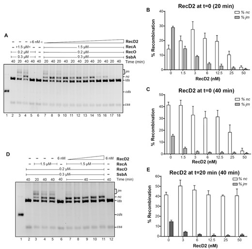 RecD2 modulates strand exchange. (A) Strand exchange reactions with RecD2 added at time 0. KpnI-linerarized pGEM-3Zf(+) dsDNA (lds, 3 nM) and its homologous circular ssDNA (css, 3 nM) were incubated with RecA (1.5 μM), RecO (200 nM), SsbA (300 nM) and variable concentrations of RecD2 (1.5 to 50 nM) for 5 min at 37°C with all buffer components except ATP. Then, ATP was added and reactions continued for 20 or 40 min. DNA species were separated by 0.8% w/v agarose gel electrophoresis. RecD2 concentration in lanes 7 and 8: 1.5 nM; lanes 9 and 10: 3 nM, lanes 11 and 12: 6 nM, lanes 13 and 14: 12.5 nM, lanes 15–16: 25 nM, lanes 17–18: 50 nM. In lane 1 a control with the running position of supercoiled and nicked DNA is shown. (B) Quantification of percentage of joint molecules (jm) intermediates and nicked products (nc) after 20 min. Results are the mean of three independent experiments ± SD. (C) Quantification of jm and nc after 40 min. Results are the mean of three independent experiments ± SD. (D) Strand exchange reactions with RecD2 added after strand exchange intitiates at 20 min. lds and css were incubated with RecA, RecO, and SsbA for 20 min at 37°C with all buffer components. Then, variable concentrations of RecD2 (3 to 50 nM) were added and reactions continued for another 20 min (total time 40 min). Lane 3 is a control of the extent of the strand exchange reaction when RecD2 is added (i.e. 20 min reaction). In lanes 4 and 5, two controls of 40 min reactions without RecD2. (E) Quantification of jm and nc observed when RecD2 is added after strand-exchange has been initiated. Plotted are the results from three independent experiments ± SD.