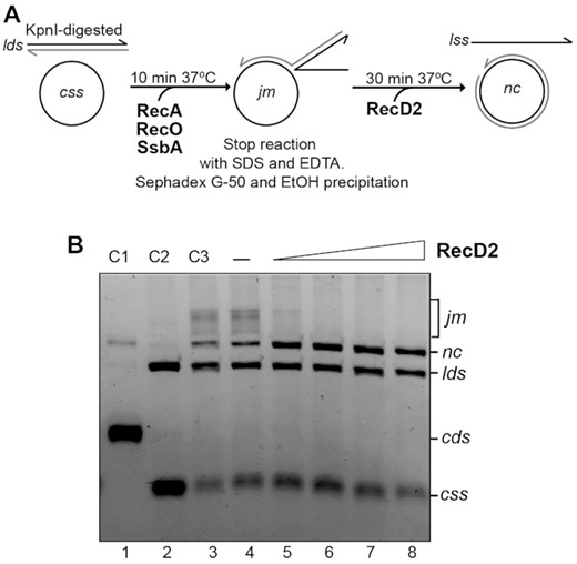 RecD2 branch migrates the recombination intermediate. (A) Scheme of the assay. Six standard strand exchange reactions were performed for 10 min at 37°C and pooled. After deproteinization, DNA was purified by gel filtration and ethanol precipitation. The DNA pellet was resuspended in MilliQ water and this DNA, that contains remaining substrates (lds and css) and recombination intermediates (jm), was used to test RecD2 branch migration activity. (B) An assay showing branch migration activity with increasing concentrations of RecD2 (from 3 to 24 nM) in a 30 min reaction. In lane 4, DNA was incubated with all buffer components without RecD2. C3 (lane 3) is a control where the DNA with all buffer components and no protein was kept on ice. Other controls are: C1, plasmid dsDNA (supercoiled, cds and nicked, nc), C2, linear dsDNA (lds) and circular ssDNA (css).