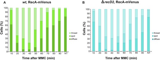 Epifluorescence microscopy showing that RecA assembly into threads is affected by RecD2. Quantitative analysis of RecA being diffuse, forming spots or threads in wt (A) or ΔrecD2 (B) cells after treatment with MMC at the indicated times. NT, not treated cells. The results are the average of three independent experiments (n = 400 cells). The corresponding movies are displayed in the Supplementary data (movie S1 and S2, respectively).