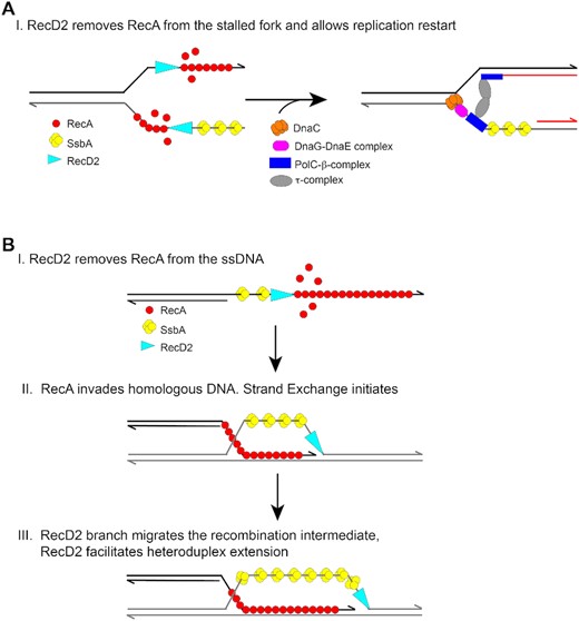 Model depicting how RecD2 helicase may modulate RecA during replication restart and strand exchange. (A) On a stalled fork, RecA may bind to the ssDNA regions inhibiting replication restart. RecD2 removes RecA from the stalled fork and thereby, facilitates replisome loading and replication restart. (B) During homologous recombination the invading strand is coated with RecA. RecD2 may translocate 5′→3′ along the ssDNA and remove RecA. However, once RecA initiates strand exchange it may accelerate heteroduplex extension.