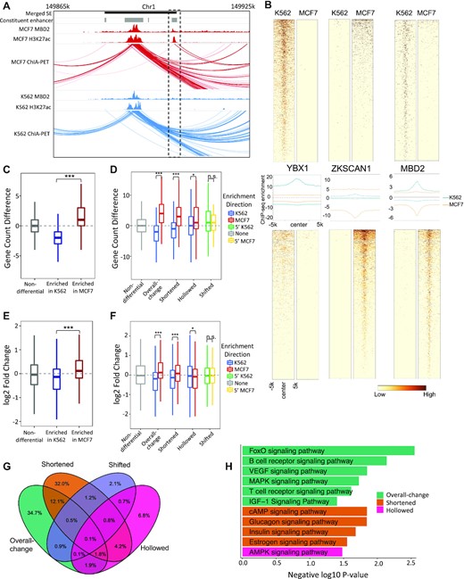 Differential SE categories linked to distinct regulatory features. (A) An example shows TF in aiding SE-gene regulation. (B) Differential CEs enriched with cell-type-specific (YBX1 & ZKSCAN1) and key-function (MBD2) related TFs. Top panels are TF signals at CEs active in K562. Bottom panels are TF signals at CEs enriched in MCF7. Middle panels are the aggregated binding signals from the top and bottom panels with blue and orange lines indicating signals in K562 and MCF7, separately. The signs of y-axises in the middle panels represent enrichment directions. (C) Differences on the linked gene numbers between MCF7 and K562 by differential CEs, which are grouped by their altering statuses. Gene targets are identified based on chromatin contacts from POLR2A ChIA-PET Data. (D) Differences on the linked gene numbers between MCF7 and K562 by differential SEs, which are grouped by their differential patterns. For each differential SE category, SEs are separated into two sub-groups based on their enrichment directions. (E) log2 fold-change of the linked genes between MCF7 and K562 by differential CEs. (F) log2 fold-change of the linked genes between MCF7 and K562 by differential SEs. For each differential SE category, genes are separated into two groups by the enrichment directions of their linked SEs. P-values were calculated with Wilcoxon rank-sum test (C, D) and Student's t-test (E, F) with notations as *P < 0.05, ***P < 0.001 and n.s. = not significant. (G) Overlaps of the linked genes by four differential SE categories between MCF7 and K562. (H) KEGG signaling pathways (P < 0.05) uniquely associated to each differential SE category.