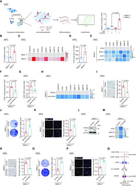 (A) Co-immunoprecipitation of cGAS with cytoplasmic LINE1 cDNA in LP (P9) BMAL1+/+ and BMAL1–/– hMPCs. Left, schematic diagram of the ChIP-qPCR strategy for measuring the level of cGAS-immunoprecipitated cytoplasmic LINE1 cDNA. Right, quantitative data of the levels of cytoplasmic LINE1 cDNA immunoprecipitated by cGAS in LP (P9) BMAL1+/+ and BMAL1–/– hMPCs. Data are presented as the means ± SEM. n = 4 wells. Data shown are representative of two independent experiments. Two-tailed unpaired Student’s t-test. (B) ELISA detection of 2’3’-cGAMP levels in culture medium of LP (P9) BMAL1+/+ and BMAL1–/– hMPCs. Data are presented as the means ± SEM. n = 3 biological replicates. Two-tailed unpaired Student’s t-test. (C) Heatmap showing the mRNA levels of indicated genes in LP (P9) BMAL1+/+ and BMAL1–/– hMPCs. Data are presented as the mean values of three biological replicates. The color key from gray to red indicates low to high of the relative expression level. ACTB was used as the reference gene. (D) ELISA detection of IFN-α levels in culture medium of LP (P9) BMAL1+/+ and BMAL1–/– hMPCs. Data are presented as the means ± SEM. n = 3 biological replicates. Two-tailed unpaired Student’s t-test. (E) Heatmap showing the mRNA levels of indicated genes in EP (P4) BMAL1–/– hMPCs transduced with lentiviruses expressing GAL4, BMAL1, KAP1 and Lamin B1 at P2 post transduction. Data are presented as the mean values of three biological replicates. The color key from gray to blue indicates high to low of the relative expression level. ACTB was used as the reference gene. (F) Quantification of the de novo LINE1 retrotransposition events in BMAL1–/– hMPCs (P7) treated with vehicle or lamivudine at P2 post transduction. Data are presented as the means ± SEM. n = 3 biological replicates. Two-tailed unpaired Student’s t-test. (G) qPCR detection of LINE1 DNA contents in BMAL1–/– hMPCs (P7) treated with vehicle or lamivudine at P2 post treatment. Data are presented as the means ± SEM. n = 4 wells. Data shown are representative of two independent experiments. 5S rDNA was used as the reference gene. Two-tailed unpaired Student’s t-test. (H) Heatmap showing the mRNA levels of indicated genes in BMAL1–/– hMPCs (P7) treated with vehicle or lamivudine at P2 post treatment. Data are presented as the mean values of four wells. The color key from gray to blue indicates high to low of the relative expression level. ACTB was used as the reference gene. (I) SA-β-gal staining in BMAL1–/– hMPCs (P7) treated with vehicle or lamivudine at P2 post treatment. Data are presented as the means ± SEM. n = 3 biological replicates; scale bars: 100 μm. Two-tailed unpaired Student’s t-test. (J) Clonal expansion assay of BMAL1–/– hMPCs (P7) treated with vehicle or lamivudine at P2 post treatment. Data are presented as the means ± SEM. n = 3 biological replicates; Two-tailed unpaired Student’s t-test. (K) Immunofluorescence staining of Ki67 in BMAL1–/– hMPCs (P7) treated with vehicle or lamivudine at P2 post treatment. Data are presented as the means ± SEM. n = 3 biological replicates with each replicate containing > 100 cells; scale bars: 50 μm. Two-tailed unpaired Student’s t-test. (L) Western blot analysis of STING levels in EP (P4) BMAL1–/– hMPCs transduced with lentiviruses expressing sh-GL2 and sh-STING at P2 post transduction. β-Actin was used as the loading control. (M) Heatmap showing the mRNA levels of indicated genes in EP (P4) BMAL1–/– hMPCs transduced with lentiviruses expressing sh-GL2 and sh-STING at P2 post transduction. Data are presented as the mean values of 3 biological replicates. The color key from gray to blue indicates high to low of the relative expression level. ACTB was used as the reference gene. (N) SA-β-gal staining in EP (P4) BMAL1–/– hMPCs transduced with lentiviruses expressing sh-GL2 and sh-STING at P2 post transduction. Data are presented as the means ± SEM. n = 3 biological replicates; scale bars: 100 μm. Two-tailed unpaired Student’s t-test. (O) Clonal expansion assay of EP (P4) BMAL1–/– hMPCs transduced with lentiviruses expressing sh-GL2 and sh-STING at P2 post transduction. Data are presented as the means ± SEM. n = 3 biological replicates; two-tailed unpaired Student’s t-test. (P) Immunofluorescence staining of Ki67 in EP (P4) BMAL1–/– hMPCs transduced with lentiviruses expressing sh-GL2 and sh-STING at P2 post transduction. Data are presented as the means ± SEM. n = 3 biological replicates with each replicate containing > 100 cells; scale bars: 50 μm. Two-tailed unpaired Student’s t-test. (Q) Schematic diagram showing how LINE1 triggers the activation of cGAS-STING pathway and interferon and SASP response in BMAL1–/– hMPCs. Lamivudine treatment or STING knockdown in BMAL1–/– hMPCs blocks the activation of cGAS-STING pathway and SASP response induced by LINE1.