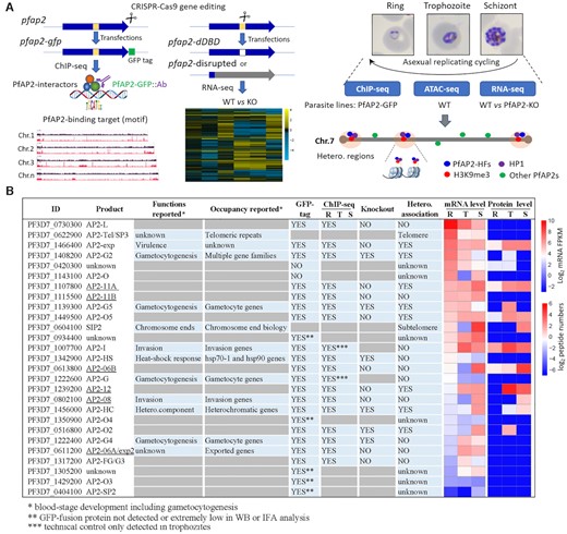 Study overview. (A) Workflows of identification and characterization of heterochromatin-associated ApiAP2 factors (PfAP2-HFs) by ChIP-seq (left panel), RNA-seq (middle panel), and integrated multi-omics analyses (right panel). The GFP-tagging transgenic lines were generated by CRISPR-Cas9 gene editing technique for 23 pfap2 genes, and subjected to ChIP-seq analysis with anti-GFP antibody throughout the intraerythrocytic cycle (Ring, Trophozoite, Schizont). For functional study of ApiAP2 proteins, we adopted strategies of DNA-binding domain (DBD) depletion or open reading frame (ORF) disruption. Finally, we integrated our ChIP-seq and RNA-seq datasets with the public ATAC-seq data to identify those heterochromatin-associated transcription factors (PfAP2-HFs) with different regulatory functions. (B) Summary of identification of PfAP2-HFs in the ApiAP2 family of P. falciparum. Reported functions and binding profiles (27–34,60,83–85), ChIP-seq and knockout attempts, and expression levels during blood-stage development are listed for individual PfAP2 members. The underlined ApiAP2 members with unknown functions are named after their chromosomal locations. Expression levels at continuous intraerythrocytic stages including ring (R), trophozoite (T), and schizont (S) in the wild-type 3D7 strain were measured by RNA-seq and MudPIT liquid chromatography tandem mass spectrometry (86), respectively. The data were normalized as Z-scores.