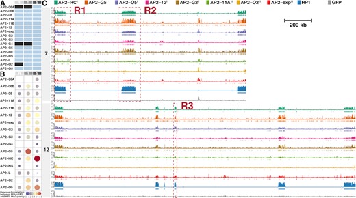 Eight ApiAP2 transcription factors are associated with heterochromatin. (A) Overview of ChIP-seq assays for profiling ApiAP2 occupancies. Unqualified ChIP-seqs are marked in black. (B) Similarity between ApiAP2 transcription factors and PfHP1 in the genomic occupancy evaluated by Pearson correlation. (C) Log2-transformed ChIP/input fold enrichment and peaks of ApiAP2 transcription factors HFs and PfHP1 in chromosomes 7 and 12 as representatives at the schizont stage except for PfAP2-G5 at the trophozoite stage. In addition, log2-transformed ChIP/input fold enrichment of a GFP negative control is displayed at the bottom for each chromosome. Negative values of log2-transformed ChIP/input fold enrichment are not displayed to present succinct occupancy information. In the legend, PfAP2-HF-Is and PfAP2-HF-IIs are labeled with superscript I and II on the right side, respectively. The genomic regions framed in the red boxes (R1, R2 and R3) are further exemplified in Supplementary Figure S2. R, ring; T, trophozoite; S, schizont.