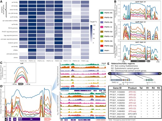 ApiAP2 transcription factor HFs are differentially tied up with heterochromatin. (A) Percentages of PfAP2-HF targets in each heterochromatic gene family. (B) Overall binding profiles of PfAP2-HFs and PfHP1 at the var genes with upstream A type promoters (top), upstream B type promoters (middle), and upstream C type promoters (bottom), respectively (P-values < 0.05). Significance of PfAP2-HF enrichment was compared to the GFP negative control. (C) Except for PfAP2-11A and PfAP2-O2, PfAP2-HFs bind to ruf6 loci (P-values < 0.05). Significance of PfAP2-HF enrichment at ruf6 loci from 100 bp upstream of translation start codon to 100 bp downstream of translation stop codon was compared to the GFP negative control. (D) Overall (left panel) and representative (right panel) binding profiles of PfAP2-HFs and PfHP1 at telomeres and subtelomeres. Tel, telomere; TR, telomere-associated repetitive element. (E) A schematic representation of PfAP2-HF occupancy at heterochromatin. Color codes of PfAP2-HFs and PfHP1 in (B-D) are displayed in front of (B).