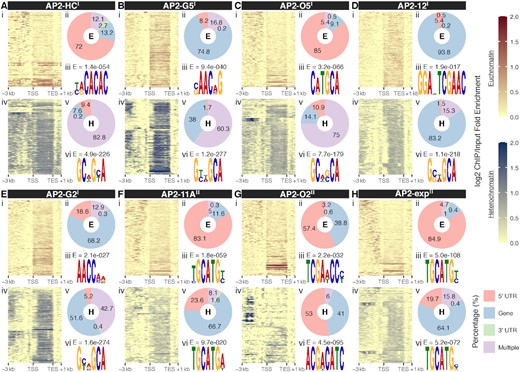 Distinct transcriptional regulatory patterns of heterochromatic and euchromatic genes by the heterochromatin associated AP2 transcription factors. (A-H) Top panel: (i) Log2-transformed ChIP/input fold enrichment at euchromatic gene loci; (ii) Peak distribution at euchromatic gene loci; (iii) Best DNA motif de novo discovered in the binding sites at euchromatin with E-values displayed at the top. Bottom panel: (i) Log2-transformed ChIP/input fold enrichment at heterochromatic gene loci; (ii) Peak distribution at heterochromatic gene loci; (iii) Most likely DNA motif de novo discovered in the binding sites at heterochromatin with E-values displayed above. PfAP2-HF-Is and PfAP2-HF-IIs are labeled with superscript I and II on the right side, respectively. TSS, translation start site; TES, translation end site.