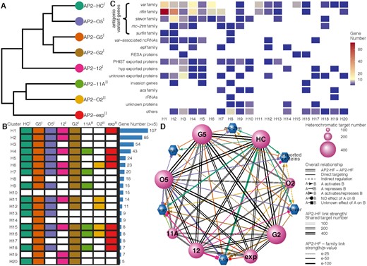 Collaboration of PfAP2-HFs in modulating the heterochromatic genes. (A) Hierarchical clustering of PfAP2-HFs. (B) Classification of heterochromatic gene regulation by PfAP2-HFs. (C) Regulatory patterns of heterochromatic gene families by PfAP2-HFs. (A-C) are drawn on the basis of PfAP2-HF targeting heterochromatic genes. PfAP2-HF-Is and PfAP2-HF-IIs are labeled with superscript I and II on the right side, respectively. (D) Cross-talk between PfAP2-HFs in regulating heterochromatic genes. Sizes of transcription factor nodes are scaled proportionally to the numbers of their heterochromatic targets. Edges linking transcription factors are marked with double dark grey lines and scaled proportionally to their shared targets. PfAP2-HF regulation of the representative heterochromatic gene families are coloured individually and scaled according to BH adjusted enrichment P-values of either targets for direct targeting or differentially expressed genes for indirect regulation.