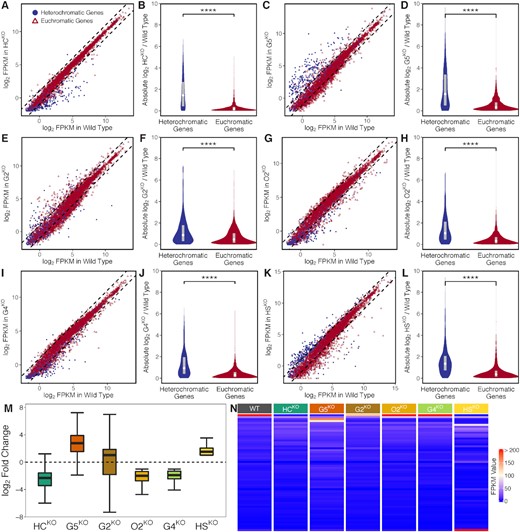 Effects of disruptable ApiAP2 transcription factors, including PfAP2-HC, PfAP2-G5, PfAP2-G2, PfAP2-O2, PfAP2-G4, and PfAP2-HS, on transcription of heterochromatic genes. (A, C, E, G, I, and K) Differential gene expression in PfAP2-HCΔ, PfAP2-G5Δ, PfAP2-G2Δ, PfAP2-O2Δ, PfAP2-G4Δ, and PfAP2-HSΔ trophozoites, respectively (fold change of > 2). Dashed lines denote differential expression thresholds. Red open triangles and blue points are euchromatic and heterochromatic genes, respectively. (B, D, F, H, J, and L) PfAP2-HC, PfAP2-G5, PfAP2-G2, PfAP2-O2, PfAP2-G4, and PfAP2-HS exhibited stronger effects on heterochromatic genes than on euchromatic genes at the trophozoite stage. The boxes inside the violin plots represent the interquartile ranges with white diamonds indicating the medians. **** signifies P-value < 0.0001. (M) Expression changes of differentially expressed heterochromatic genes in PfAP2-HCΔ, PfAP2-G5Δ, PfAP2-G2Δ, PfAP2-O2Δ, PfAP2-G4Δ, and PfAP2-HSΔ trophozoite stage parasites, respectively. The boxes show the interquartile ranges with horizontal lines drawn in the middle indicating the medians. The ends of the upper and lower whiskers denote maximum and minimum values, respectively. (N) FPKM values of var transcripts at the ring stage.