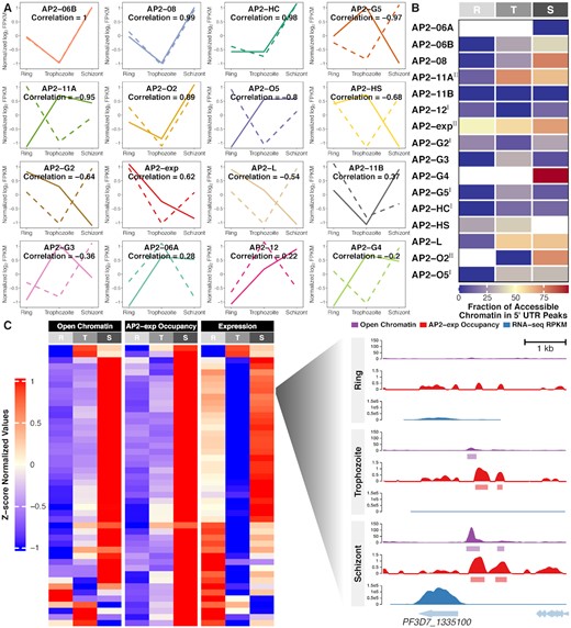 Integrated analysis of ApiAP2 occupancy patterns throughout the intraerythrocytic cycle. (A) Pearson correlation between ApiAP2 transcription factors and their targets in expression levels. ApiAP2 expression (z-score standardized log2-transformed FPKM values) and target average expression across the intraerythrocytic cycle are displayed in solid and dashed lines, respectively. (B) Accessible fractions of 5′ UTR located ApiAP2 binding sites during the intraerythrocytic cycle. PfAP2-HF-Is and PfAP2-HF-IIs are labeled with superscript I and II on the right side, respectively. (C) High consistency in ATAC-seq detected accessible chromatin (35) at 5′ UTR of, PfAP2-exp occupancy at 5′ UTR of, and expression levels of invasion involved PfAP2-exp targets across the intraerythrocytic cycle. Profiles at PF3D7_1335100 are illustrated at the right side. R, ring; T, trophozoite; S, schizont.
