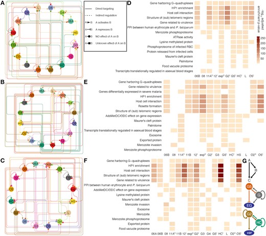 ApiAP2 regulatory networks in the intraerythrocytic cycle. (A-C) A relationship map of ApiAP2s based on ChIP-sequencing of these transcription factors at the ring, trophozoite, and schizont stages, respectively. ApiAP2 effects on transcription of their targets are indicated if RNA-seq assays of ApiAP2 knockouts are available. Types of relationship are listed in the right box beside (A). (D-F) Representative malaria parasite metabolic pathways (MPMP) targeted by ApiAP2 transcription factors at the ring, trophozoite, and schizont stages, respectively (BH adjusted enrichment P-values < 0.01). The color map is displayed beside (D). PfAP2-HF-Is and PfAP2-HF-IIs are labeled with superscript I and II on the right side, respectively. (G) ApiAP2 transcription factors collaborate via multi-output feedforward loops. Top panel: a simple positive feedforward loop consisting of two transcription factors A and B and a target C. Middle panel: PfAP2-G5 represses pfap2-g transcription, while PfAP2-G activates pfap2-g5 transcription. In addition, PfAP2-G regulates the expression of itself. PfAP2-G5 and PfAP2-G exert opposing effects on expression of early gametocyte (EG) genes. Bottom panel: PfAP2-G2 and PfAP2-HC target each other but do not seem to determine the expression level of the other. Autoregulation exists in both of these two transcription factors. PfAP2-G2 and PfAP2-HC co-activate var transcription.