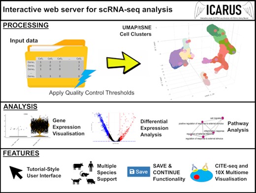 Overview of ICARUS, an interactive web server for single cell RNA-seq analysis with a tutorial style user interface to guide logical navigation through processing and analysis steps.