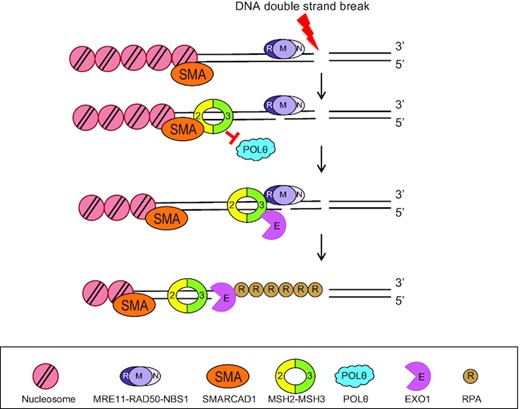 At the early step of DNA double strand break repair, SMARCAD1 recruits MSH2-MSH3 complex to inhibit POLθ-mediated end joining and promote long range end resection by EXO1 through protein-protein interaction.
