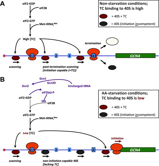 GCN4 translational regulation scheme. According to this extensively tested model (32), at high amino acid availability (A), normal physiological levels of the ternary complex (TC: GTP-eIF2-Met.tRNAiMet) drive rapid binding to the 40S ribosomal subunit, enabling it to scan effectively. Moreover, TC binds 40S relatively rapidly (post-termination) downstream of uORF1 (an uORF that promotes post-termination scanning and re-initiation), so that the 40S can resume scanning and recognize a downstream uORF (reinitiate). If this downstream element is uORF4, the context of the termination codon promotes release of ribosomes and prevents further scanning. In non-starvation conditions therefore, uORF4 acts as a block to initiation on GCN4. When amino acid availability is low (or this state is mimicked by adding the inhibitor 3-AT) (B), high levels of uncharged tRNA cause the Gcn2 kinase to phosphorylate eIF2α, which in turn inhibits the GDP-GTP exchange activity of eIF2B. This causes a reduction in the intracellular TC abundance, thus slowing the rate of TC binding to the 40S subunit. Thus, many 40S subunits now scan through uORFs 2–4 without reinitiating, only to bind TC in the long region between uORF4 and the GCN4 main ORF, thus enabling (re)initiation on GCN4. The GCN4 5’UTR (5’UTRGCN4) retains much of its regulatory capacity after removal of uORFs 2 and 3 (32), and therefore we have focused on the roles of uORFs 1 and 4 here. The stochastic properties of 5’UTRGCN4-mediated translational regulation are described for the first time in the current work.