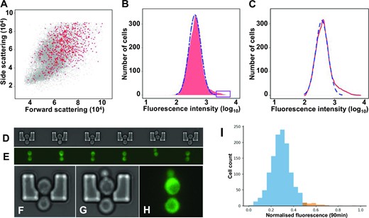 The SETGCN4 state is generated stochastically. (A) A plot of forward-scattering vs side-scattering data for the reporter construct strain (described in Figure 2A) reveals that the SETGCN4 state is observed in cells (highlighted in red) with a wide variety of sizes, shapes and internal structures. (B) The cells manifesting fluorescence intensity greater than the 99th percentile value (boxed region at upper end of the intensity distribution) were separated using a fluorescence-activated cell sorter (FACS). The blue dotted line represents the predicted outline of a normal distribution of fluorescence intensity. The cells from the boxed region (representing in this case the top 1% of the fluorescence intensity distribution) isolated in this way all manifested the SETGCN4 state, but upon continued growth re-established the original fluorescence intensity distribution, as demonstrated by further fluorescence cytometry analysis (C). Cells were also trapped in a microfluidics device and imaged using time-lapse bright field (D) and time-lapse fluorescence (E) microscopy. The occupied cell traps selected for inclusion in panel E all contain typical dividing SETGCN4 cells, thereby illustrating active cell division in the microfluidic system. Other images show individual trapped cells progressing through the cell cycle and shedding buds through the trap exit door (F–H). The respective cells shown here are held in the traps by the pressure of the unidirectional flow of growth medium. An example of one sample population studied in the microfluidics system (n = 1269 cells; panel I) illustrates the consistently observed result that the most highly fluorescing 3% (orange) belong to a subset (corresponding to SETGCN4cells) that is distinct from the normal distribution of the other 97% (blue). The smaller number of cells analysed in this way leads to coarser granularity in the fluorescence intensity distribution (I) compared to the flow cytometry data (B).