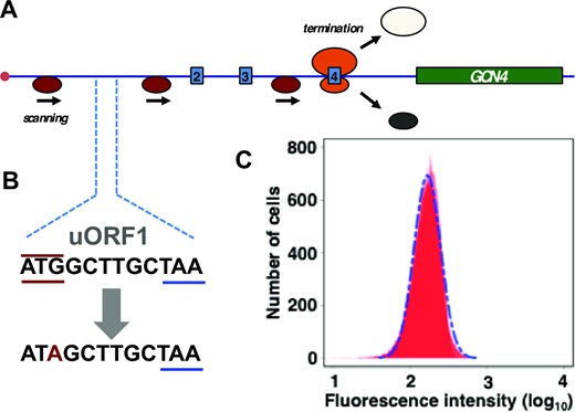 Mutation of the uORF1 start codon to ATA abrogates the SETGCN4 state. (A) The uORF1 ATG start codon in the genomic reporter construct (see Figure 2A) was mutated to ATA (B). Flow cytometry (of exponentially growing, non-starved cells) revealed that the resulting strain no longer supports generation of the SETGCN4 state (C).