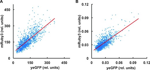 Enhanced ADE8 expression in SETGCN4 cells. A strain was studied that carried genomic integrations of both of the gene fusions ADE8::mRuby3 and GCN4::yEGFP. Fluorescence microscopy of this strain growing in YNB medium revealed the ADE8::mRuby3 expression level in each cell in the studied population, and the measured fluorescence value was compared with the fluorescence generated by GCN4::yEGFP expression in the same cell. Plotting this pair of values for the whole population reveals a strong correlation between ADE8::mRuby3 fusion reporter intensity and GCN4::yEGFP fusion reporter construct intensity in individual cells, indicating that, in SETGCN4 cells, the non-stress-induced (but stochastically enhanced) level of GCN4::yEGFP correlates with a correspondingly higher level of transcription of ADE8::mRuby3. Towards the higher end of the non-induced level of intracellular Gcn4::yEGFP abundance in the distribution, the Ade8::mRuby3 abundance in each cell skews more positive relative to the linear correlation line (red). Panel A shows the plot of total fluorescence intensity per cell for the respective reporters, while the values in panel B are normalised to (divided by) the volume of each cell.