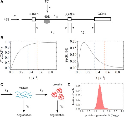 Model of stochastic events on the 5’UTRGCN4. A number of variables were incorporated into the computational model (A). This model predicts relationships between the rate of TC binding to scanning 40S and the rate of reinitiation on uORF4 and on the GCN4 coding region, respectively (B). The main distribution of protein synthesis (in each cell) is dictated by a number of processes that occur simultaneously (C), and can be explained assuming the value of the translation rate under repressing conditions. In contrast, the SETGCN4 cell distribution can be explained by cell-to-cell variations in the TC binding rate. Here, we have modeled the generation of the TC binding rate variations in response to variations in Gcn2 activity. Combining these two strands of modeling, we obtain an asymmetric profile that is remarkably close to the observed behavior of the GCN4 system (D).