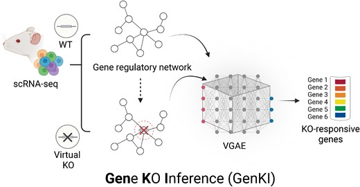 獣医学部研究者が遺伝子機能研究のためのバーチャルツールを開発(Vet School Researchers Develop Virtual Tool For Studying Gene Function) 獣医学部研究者が遺伝子機能研究のためのバーチャルツールを開発(Vet School Researchers Develop Virtual Tool For Studying Gene Function)