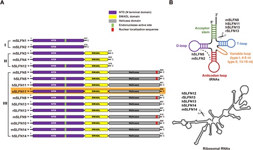 Domain organization and activity of SLFN protein family. (A) Domain architecture of the Schlafen protein family. SLFN proteins are divided into three subgroups: I (small proteins), II (medium proteins) and III (large proteins). Three conserved domains are found in SLFN proteins; the N terminal domain (NTD) is present in all SLFN proteins, the SWADL domain is present in subgroup II and III, and the helicase domain is present in subgroup III. Some SLFN proteins have a putative endonuclease active site (green bars) in their NTD, some SLFN harbors the nuclear localization signal (NLS, red bars). The NLS was predicted by using the cNLS Mapper (https://nls-mapper.iab.keio.ac.jp/cgi-bin/NLS_Mapper_form.cgi). This paper focuses on sSLFN11 which is highlighted with orange background. The length of SLFN diagrams is not scaled precisely to their size. (B) SLFN proteins exhibit nuclease activity on different RNA substrate, top, tRNAs, bottom rRNAs. SLFN proteins cleaving tRNAs and/or rRNAs are indicated. Some SLFN proteins do not have RNase activity. The letters h, m, r and s represent human, mouse, rat and sus scrofa, respectively.