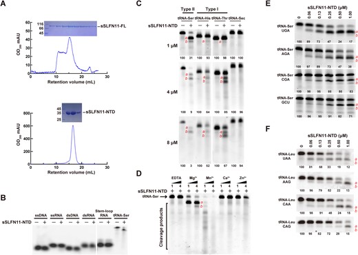 Expression and RNase activity of sSLFN11-NTD. (A) Size-exclusion chromatography of sSLFN11-FL (top) expressed in sf-21 cells and sSLFN11-NTD (bottom) expressed in E. coli. SDS-PAGE analyses of fractions corresponding to the peak in chromatograms are shown on top. (B) sSLFN11-NTD selectively cleaves tRNA. Purified sSLFN11-NTD (1 μM) was incubated with single-stranded DNA (ssDNA), single-stranded RNA (ssRNA), double-stranded DNA (dsDNA), double-stranded RNA (dsRNA), stem–loop RNA and tRNA-Ser, respectively. The reaction mixtures were incubated at 37°C for 30 min, and were resolved using denaturing Urea™PAGE. (C) sSLFN11-NTD cleaves different tRNAs. sSLFN11-NTD was incubated with tRNA-Ser, tRNA-His, tRNA-Thr and tRNA-Sec, respectively. The rection mixtures were analyzed by denaturing urea™PAGE. At low sSLFN11-NTD concentration (1 μM), type II tRNA was cleaved, but type I tRNAs were resistant to cleavage; at higher concentration (4 and 8 μM), both type I and II tRNAs were cleaved. tRNA-Sec was not cleaved by sSLFN11-NTD even at the highest concentration. Primary cleavage product is indicated with ‘a’ and secondary cleavage product is indicated with ‘b’. (D) Nucleolytic activity of sSLFN11-NTD requires divalent ions. sSLFN11-NTD catalyzed tRNA-Ser cleavage was carried out in presence of different divalent ions, magnesium (Mg2+), manganese (Mn2+), calcium (Ca2+) and zinc (Zn2+). Concentration of divalent ions (1 and 4 μM) are indicated on top of the gel. Same amount of EDTA was added to reaction as ion-free controls. (E) sSLFN11-NTD cleaved four tRNA-Ser isoacceptors with distinct efficiencies. sSLFN11-NTD exhibited higher nucleolytic activity on tRNA-Ser UGA than other isoacceptors. (F) sSLFN11-NTD cleaved different tRNA-Leu isoacceptors with distinct efficiencies. sSLFN11-NTD exhibited the highest nucleolytic activity on tRNA-Leu UAA and tRNA-Leu CAG was the most resistant isoacceptor. Numbers below gels in panel (C), (E) and (F) indicate the percentage of uncleaved RNA substrates in each reaction.