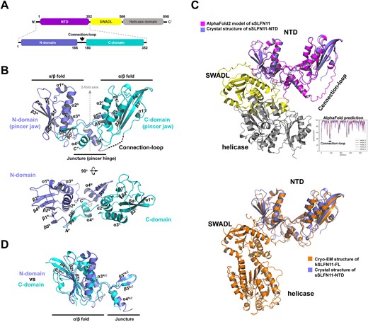 Crystal structure of sSLFN11-NTD. (A) 2D-diagram of sSLFN11 domain organization. N-terminal domain (NTD) is colored magenta, SWADL domain is colored yellow and C-terminal helicase domain is colored gray. sSLFN11-NTD comprises N-domain, Connection-loop and C-domain. (B) Overall structure of sSLFN11-NTD shown in ribbon model; secondary structures are labeled. sSLFN11-NTD exhibits a ‘pincer’ shape, comprising two topologically similar domain: N-domain (colored blue) and C-domain (colored cyan). Each domain comprises an α/β fold resembles pincer jaw, and a small domain that mediates interaction of N- and C-domains, resembling pincer hinge. The N- and C-domains are related by a pseudo two-fold axis. A region connecting N- and C-domains (166–180aa) is disordered in the crystal structure, which is indicated by a dashed line. This region was denoted ‘Connection-loop’. (C) Top, crystal structure of sSLFN11-NTD (blue) is superimposed with an AlphaFold2 model of sSLFN11-FL (rmsd, 1.6 Å); the model is colored by domains with the same color scheme as in (A). A long loop connecting N- and C-domain of NTD was predicted as an unstructured loop. Lower right insert, pLDDT scoring of structure prediction of sSLFN11 by AlphaFold2. pLDDT >90 indicates high model confidence, 90–70 for normal confidence, 70–50 for low confidence and <50 for very low confidence. Bottom, sSLFN11-NTD structure (blue) is superimposed with the cryo-EM structure of hSLFN11-FL (orange, PDB: 7ZEP), rmsd, 2.7Å. (D) Superimposition of the N- and C-domain of NTD, demonstrating that two domains share overall folding and most secondary structural elements.