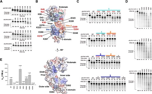 Molecular determinants for sSLFN11-NTD nucleolytic activity. (A) Comparison of tRNAs cleavage by sSLFN11-NTD and rSLFN13-NTD. Type I and II tRNA, tRNA-Gly and tRNA-Ser were incubated with purified sSLFN11-NTD and rSLFN13-NTD, and the reactions were resolved using denaturing urea−PAGE. Enzyme concentration are indicated on top of the gels. (B) Surface electrostatic potential plot of sSLFN11-NTD. Top, front view of the pincer shaped sSLFN11-NTD, in which inner side of the pincer faces toward the reader. Three charge sites, Site-1 (positive charge, colored cyan), Site-2 (negative charge, colored orange) and Site-3 (positive charge, colored blue), are delineated with dashed lines. Residues subjected to mutagenesis study are indicated. Residues crucial for nucleolytic activity are highlighted with red fonts. Side view (90° rotation around vertical axis to the right) of the top structure. (C) Mutagenesis study. Mutations were introduced to sSLFN11-NTD; the resulting mutants (indicated on top of the gels) were incubated with tRNA-Ser substrate, and the reactions were resolved by denaturing urea−PAGE. Residues located in different charged sites are indicated with solid lines, using the same color scheme as in panel (B). Irrelevant mutations are indicated with asterisk. (D) Residue E42 inhibits nucleolytic activity sSLFN11-NTD, which is attributed to its charge. Various substitutions of E42, E42D, E42A, E42Q, E42K and E42I (indicated on top of the gels) were assayed for nucleolytic cleavage of tRNA-Ser (type II tRNA, top), tRNA-His (type I tRNA, middle) and tRNA-Sec (bottom). (E) Biolayer interferometry analysis of the binding between sSLFN11-NTD mutants and tRNA-Ser UGA. Biotinylated tRNA was immobilized on SA sensor chip for binding with sSLFN11-NTD or mutants (12.5 μM) in solution. On-rate (kon) of binding is plotted for each protein. KD (calculated by dividing kon with koff) values are indicated on top of the plot. Numbers below gels in panels (A), (C) and (D) indicate the percentage of uncleaved RNA substrates in each reaction.