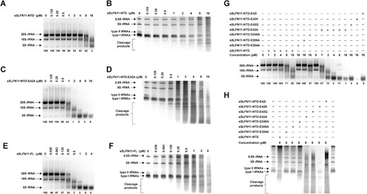 sSLFN11-NTD nucleolytic cleavage of cellular RNAs. (A–H) sSLFN11-NTD was assayed for cleavage of total cellular RNAs (extracted from HEK-293T cells) by increasing amount of sSLFN11-NTD; reaction mixtures were resolved using 1% agarose gel for analyzing cleavage products of rRNAs, or using 10% urea−PAGE for analyzing tRNAs or small RNAs. Enzyme concentrations are indicated on top of the gel. The gels were stained with SYBR Gold. Size of 28S, 18S and 5S rRNAs, type I and II tRNAs are indicated. (A) Analysis of sSLFN11-NTD cleaved cellular rRNAs using agarose gel. (B) Analysis of sSLFN11-NTD cleaved cellular tRNAs using urea−PAGE. (C) Analysis of sSLFN11-NTD mutant E42A cleaved cellular rRNAs using agarose gel. (D) Analysis of sSLFN11-NTD mutant E42A cleaved cellular tRNAs using urea−PAGE. (E) Analysis of sSLFN11-FL cleaved cellular rRNAs using agarose gel. (F) Analysis of sSLFN11-FL cleaved cellular tRNAs using urea−PAGE. (G) Cellular rRNAs cleaved by sSLFN11-NTD mutants harboring various E42 substitutions. (H) Cellular tRNAs cleaved by sSLFN11-NTD mutants harboring various E42 substitutions. Numbers below gels in panels (A), (C), (E) and (G) indicate the percentage of uncleaved 28S rRNA substrates in each reaction.