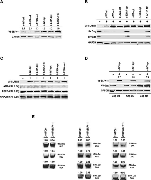 sSLFN11 and hSLFN11 inhibit protein expression in cells based on codon usage bias. (A) Expression of original sSLFN11 gene (s-WT-ori, CAI = 0.72) inhibited the expression of itself, and so was its hyperactive RNase mutant E42A (s-E42A-ori); whereas the inactive RNase mutant E209A (s-E209A-ori) did not inhibit its own expression. By contrast, the codon optimized sSLFN11 genes (s-WT-opt, s-E42A-opt and s-E209A-opt, CAI = 0.89) did not inhibit their own expression. Numbers above each lane indicate quantity of sSLFN11 band relative to that of GAPDH band. (B, C) Plasmid harboring codon optimized sSLFN11 gene, human Schlafen11 gene (hSLFN11, h-WT-opt CAI = 0.90 whereas original hSLFN11 gene has CAI = 0.71) or indicated SLFN11 mutants was transfected into HEK-293T cells with the plasmids (B) pNL4-3.Luc.R-E-, (C) pcDNA6-EGFP-V5-His B. Cell lysates were immunoblotted with the antibodies against V5-tag, HIV Gag-p24, EGFP, ATM or GAPDH, respectively. CAI values of ATM, EGFP and GAPDH are indicated on the left of the gels. (D) Co-expression of V5-tagged Gag-WT, Gag-LS or Gag-opt with WT sSLFN11 in HEK-293T cells. Protein level was visualized by western blot. The genes encoding sSLFN11 and hSLFN11 or their mutants used here were all codon optimized (with high CAI). Gag-WT: wild-type gag gene sequence corresponding to pGag-EGFP (NIH AIDS Research & Reference Reagent Program, No. 11468), in which only the inhibitory RNA sequence (INS) was eliminated through introduction of silent mutations while otherwise retaining the original viral codon usage. Gag-LS: codon optimized, in which all serine or leucine residues were encoded by a single codon, (Ser) AGC and (Leu) CUG, respectively. Gag-opt: gag gene sequence of this construct was optimized for the expression in human with high CAI. Numbers above the lanes containing sSLFN11 indicate quantity of sSLFN11 band relative to that of GAPDH band. (E) tRNA northern blot analysis of total RNA isolated from HEK 293T cells ectopically expressing pcDNA6-V5-His B vector or pcDNA6-sSLFN11(opt)-V5-His B. Numbers on top of the gels indicate the quantified band intensity of tRNAs relative to controls. tRNA-Ser or tRNA-Leu isoacceptors detected in the experiments are indicated on the right of the gels.