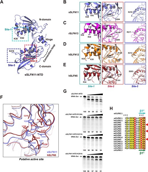 Structural determinant governing RNase activity of SLFN-NTDs. (A) Ribbon model of sSLFN11-NTD; catalytically important residues identified in mutagenesis studies are shown with stick model and labeled. They locate in three distinct sites on inner side of the pincer-shaped molecule. Connection-loop is located on the opposite side. (B–E) Structure of sSLFN11-NTD was superimposed with the structures of rSLFN13-NTD, hSLFN12 and hSLFN5. Sites topologically equivalent to three catalytically important sites identified in sSLFN11-NTD are shown in (B) sSLFN11, (C) rSLFN13, (D) hSLFN12 and (E) hSLFN5. Structural counterparts of catalytically important residues identified in sSLFN11 are shown with stick model and labeled. (F) Structural superimposition of sSLFN11-NTD (light blue ribbon) and hSLFN5 (red ribbon). Residues constitute the putative RNase active sites are shown with stick model and labeled. (G) RNase activity assays the mutants of sSLFN11-NTD (labeled). Increasing amount of enzyme (from left to right: 0, 0.25, 0.5, 1.0 and 2.0 μM) were incubated with tRNA-Ser substrate at 37°C for 30 min and the reaction mixtures were analyzed with urea−PAGE. Numbers below the gels indicate the percentage of uncleaved RNA substrates in each reaction. (H) Structure-based multiple sequence alignment showing residue K211 of sSLFN11-NTD are invariant in the RNase active SLFNs (red box), and unavailable in the RNase inactive SLFNs (red triangles).