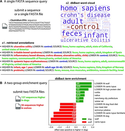 dbBact provides two basic query types: A. Uploading a FASTA file of ASVs results in a list of the most relevant annotations containing these sequences, and a ‘word cloud’ of best matching terms. In this example, a V4 ASV of Clostridium XIVa, which is highly abundant in fecal samples of chronic fatigue syndrome patients (CSF), as detected by Giloteaux et al. (44), was submitted. Panel a1 provides representative annotations containing the query ASV (the full list of ∼150 annotations appears in Supplementary File 3). dbBact found this ASV to have higher relative abundance in the disease group than in healthy controls in several studies (ulcerative colitis, irritable bowel disease, and lupus), and in antibiotic-treated mice supplemented with probiotics (last annotation arising from (45)). Panel a2 displays the word cloud summarizing the terms associated with the query ASV. The size corresponds to a term’s F1 score, while color designates the associated predicate, i.e. blue for ‘SOURCE’/’HIGHER IN’ terms, and red color preceded by a minus sign corresponds to ‘LOWER IN’ terms. Intensity corresponds to reliability, where the lighter the color the less annotations are associated with the term. Hence, this Clostridium XIVa query ASV is associated with human feces in dysbiosis states of ‘crohn's disease,’ ‘ulcerative colitis,’ ‘diarrhea,’ and ‘c. difficile infection’ (a full list of F1 scores per term appears in Supplementary File 7). B. By contrasting two groups of ASVs, dbBact identifies enriched terms characterizing each group. For example, 137 and 56 ASVs were submitted, corresponding to differentially abundant ASVs with higher relative abundance in fecal samples from domestic dogs and wolves living in zoos, respectively (data from (46)). Bar lengths show the normalized rank-mean difference for the top significantly enriched terms in the dog and wolf ASVs (green and red bars, respectively). Term enrichment is based on a non-parametric rank mean test with FDR < 0.1 using dsFDR (see the term enrichment analysis section in Methods). The numbers in the bar of each term correspond to the number of dbBact experiments in which the term differs significantly between the two ASV groups (numerator) and the total of dbBact experiments containing the term (denominator). Sequences that were more abundant in the wolf group are enriched in terms related to wolf, meat diet, and cheetah (Acinonyx jubatus).