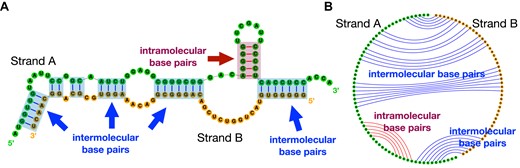 Two RNA strands can form RNA–RNA complexes through intermolecular base pairs. (A) The secondary structure of the split tmRNA from D. aromatica; two strands are in green and orange, respectively. The intramolecular base pairs are in red, and intermolecular ones are in blue. (B) The corresponding circular plot of structure in (A).