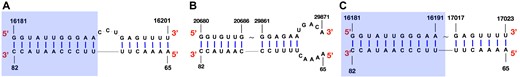 LinearCoFold’s prediction of the interaction between SARS-CoV-2 gRNA and human U4 snRNA better correlates with the wet lab experiments. (A) the structure of SARS-CoV-2 gRNA and human snRNA U4 interacting region detected by the wet lab experiment. (B) RNAcofold’s prediction of the interacting structure. (C) LinearCoFold’s prediction of the interacting structure. The blue rectangles highlight the region that LinearCoFold correlates with the wet lab experiment.
