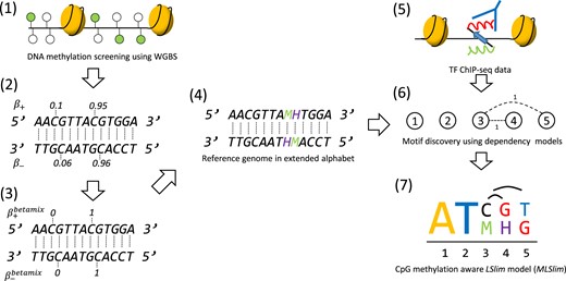 Overview of the MeDeMo workflow: (1) DNA methylation is assessed using whole genome bisulfite sequencing. (2) DNA methylation is quantified using β-values. (3) Methylation calls (β-values) are discretised using the betamix approach resulting in a binary methylation state for each Cytosine in a CpG context. (4) A novel reference genome is generated by denoting occurrences of methylated cytosines with the letter M and occurrences of guanines opposite of a methylated cytosine with the letter H. (5) In vivo transcription factor binding site information are obtained using peak calls from TF -ChIP-seq data. (6) TF binding data is used for motif discovery with LSlim models on the methylation aware reference genomes; (7) resulting in methylation aware TF motif representations.