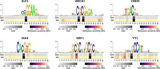 Methylation sensitivity of binding models with improved performance using a methylation-aware genome. In each panel, the top part show a sequence logo of the discovered motif using the extended alphabet. However, since the model learned to penalize methylated DNA in all six cases, additional symbols are only visible in case of BRCA1. In the bottom part of the plot, we visualize position-specific CpG content (top row with grey scale) and methylation sensitivity (bottom row with colour scale) within predicted binding sites. Positive values of methylation sensitivity indicate preferred binding of methylated DNA, whereas negative values indicate methylated DNA being disfavored. For all six TFs, we observe a detrimental effect of DNA methylation at frequent CpG positions.
