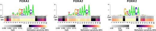 Methylation sensitivity may differ between members of a TF family. While methylation sensitivity of the binding models for FOXA1 and FOXA2 is highly similar in HepG2 cells, that of FOXK2 is noticeably different, although all three motifs appear to be highly similar. This behaviour is consistent between different cell types (Supplementary Figure S27).