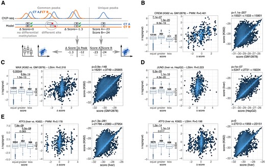Association of differential model scores and differential binding according to ChIP-seq data. (A) Evaluation schema. For common peaks of two cell types, we consider predicted binding sites at the same location that may show differential methylation and, consequently, different model scores in the methylation-aware genomes. For the peaks containing such binding sites, we record the difference of model scores and the difference in peak height (signal). For unique peaks present in only one of the cell types, we record the scores of the binding sites predicted in the two methylation-aware genomes. (B) Evaluation of cell type-specific binding for CREM in K562 and GM12878 cell types. Left: Comparison of the difference in log signal for binding sites with an equal score in the methylation-aware genomes of K562 and GM12878, with a larger score in K562 than in GM12878, and vice versa. Number of peaks in each group are given above the boxes, p-values from a one-sided Wilcoxon rank sum test are above the boxplots, and the difference of median values between the ‘greater’ and ‘less’ group is indicated. Middle: For those sites with a prediction score differing between K562 and GM12878, we find a correlation of 0.461 between the difference of the log signals and the difference of the prediction scores in those two cell types. Right: Hexbin representation of the scatter plot of scores determined from binding sites in the two methylation-aware genomes for peaks that are present only in K562. Hexbin colours in log scale. (C) Same as (B), but for MAX in K562 and GM12878 cell types. (D) Same as (B), but for JUND in liver and HepG2 cell types. (E) Same as (B), but for ATF3 in liver and K562 cell types using a PWM model (left group) or an LSlim model (right group).