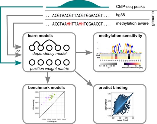 Dependency models are applied to methylation-aware genome variants and subsequently benchmarked against modelling alternatives, analyzed for methylation sensitivitiy and used to predict transcription factor binding.