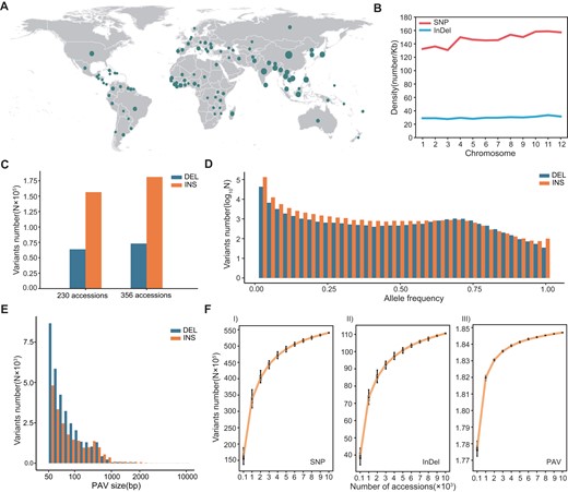 Identification and evaluation of the genomic variants. (A) Geographical distribution characteristics of the 10 548 accessions in this study (nmin = 1, nmax = 4620). (B) Distribution of SNP and InDel on different chromosomes. (C) Comparison of deletion (DEL) and insertion (INS) detected in 356 rice accessions in this study and a previously reported population with 230 rice accessions. This comparison presented the additional detected variations caused by a larger population. (D) Allele frequency distribution for PAV sites in 356 rice accessions. (E) Size distribution characteristics of PAV in 10 548 accessions. (F) Saturation curves of different variations in 10 548 accessions.