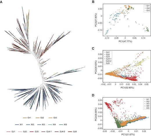Population analysis of the representative variant dataset containing 9066 rice accessions. (A) Phylogenetic tree of the 9066 wild and cultivated rice accessions based on the representative variant dataset. (B–D) Two-dimensional plotting of the first two principal components based on variations of wild rice (B), japonica rice (C) and indica rice (D).